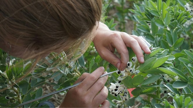Katie Burns hand-pollinating a bean flower
